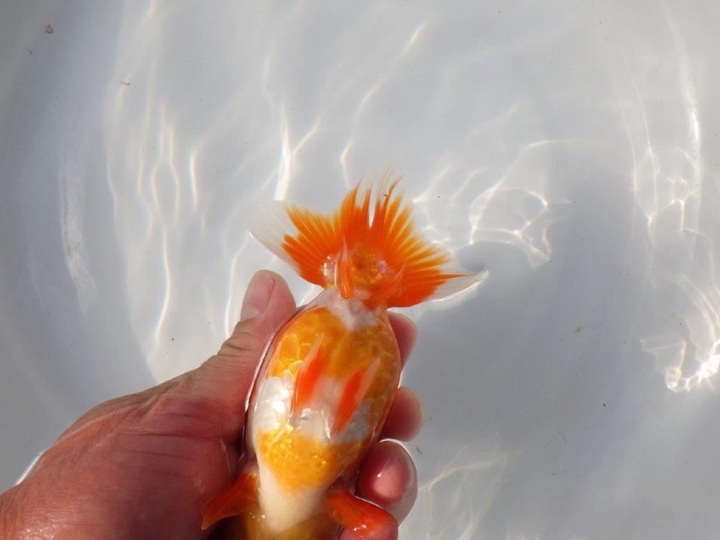 【愛知 小早川義幸氏　当歳らんちゅう 】素晴らしいフンタンでご鑑賞お勧め　約13,5cm メス？