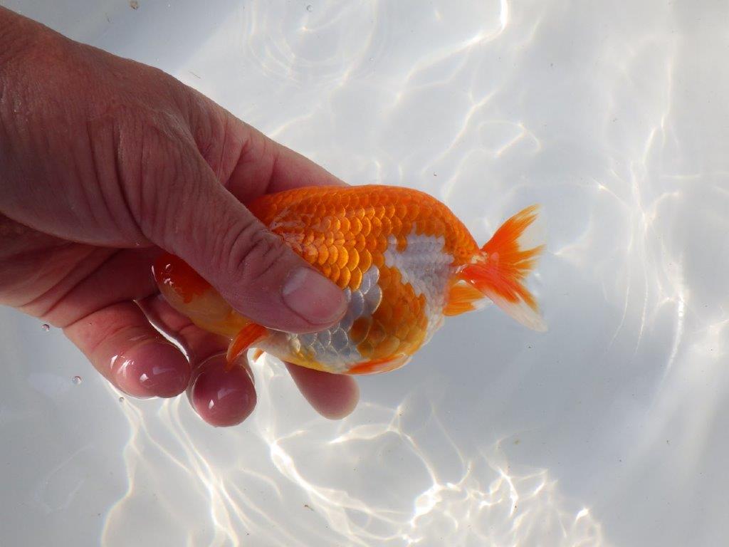 【愛知 小早川義幸氏　当歳らんちゅう 】素晴らしいフンタンでご鑑賞お勧め　約13,5cm メス？