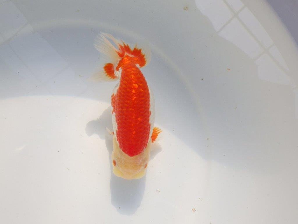 【愛知 小早川義幸氏　当歳らんちゅう 】オ構えが良く種にも！！　約15cm メス？の上身