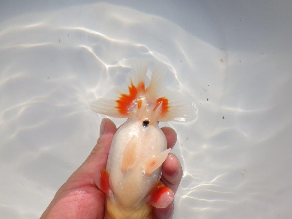 【愛知 小早川義幸氏 当歳らんちゅう 】オ構えが良く種にも!! 約15cm メス?