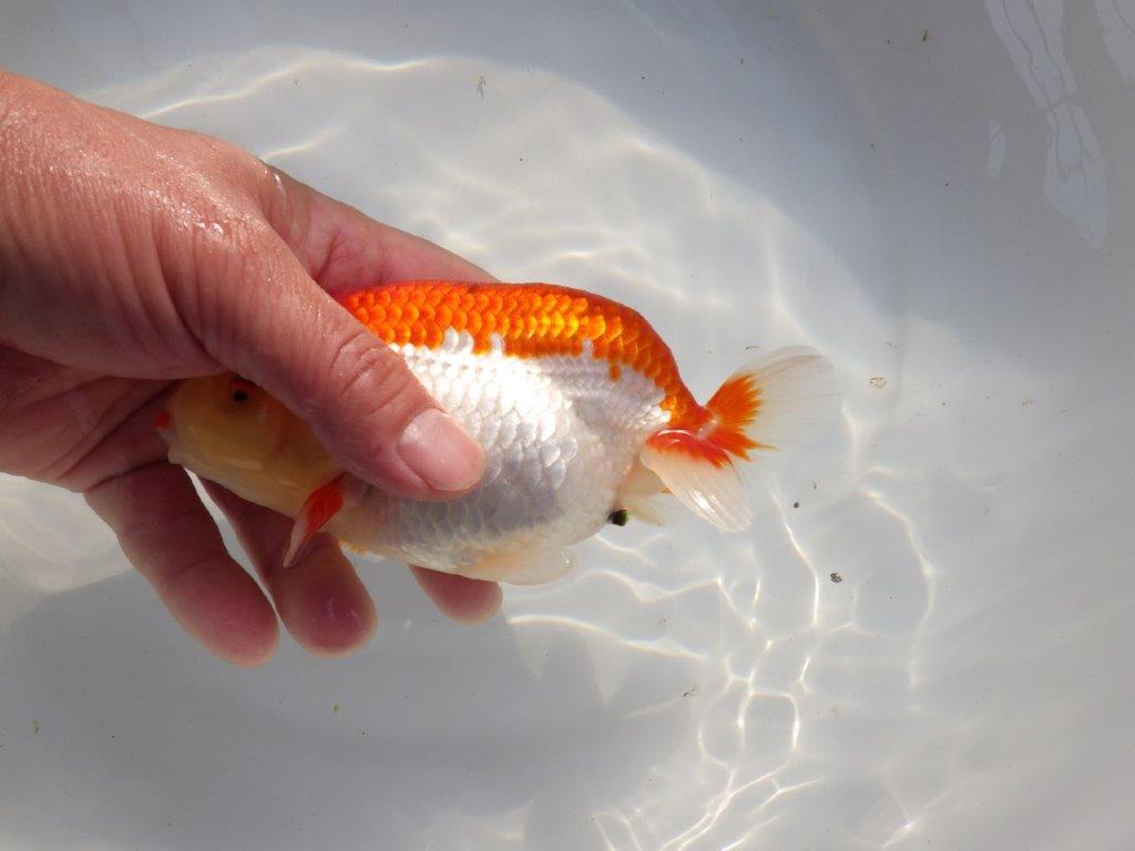 【愛知 小早川義幸氏 当歳らんちゅう 】オ構えが良く種にも!! 約15cm メス?