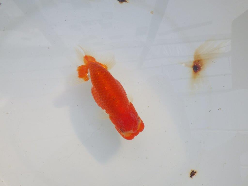 【愛知 小早川義幸氏　当歳らんちゅう 】雰囲気が良くなってきました！　約12,5cm オス？