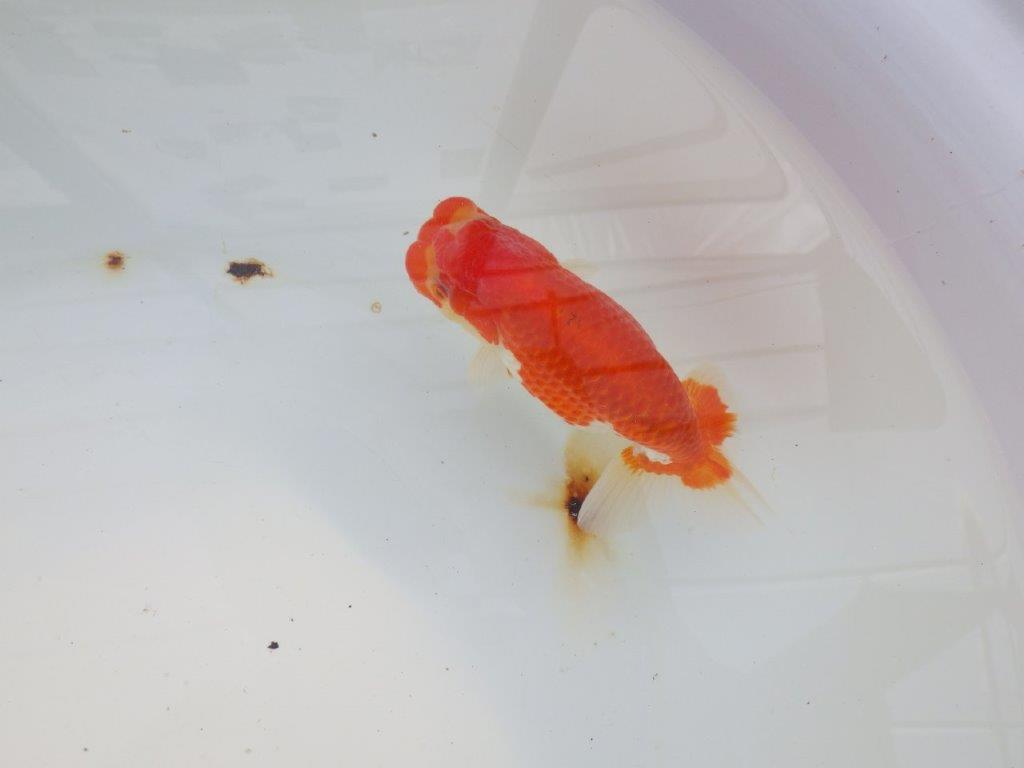 【愛知 小早川義幸氏　当歳らんちゅう 】雰囲気が良くなってきました！　約12,5cm オス？