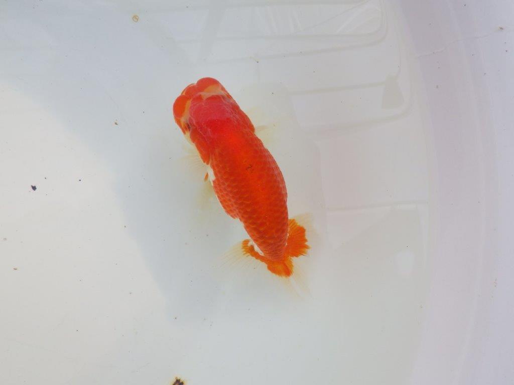 【愛知 小早川義幸氏　当歳らんちゅう 】雰囲気が良くなってきました！　約12,5cm オス？