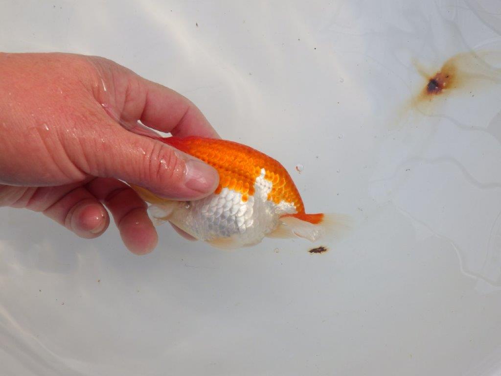 【愛知 小早川義幸氏　当歳らんちゅう 】雰囲気が良くなってきました！　約12,5cm オス？