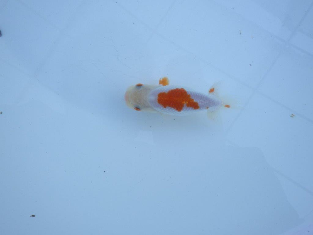 【私共がタタキ池で管理 岡山村上暢彦氏】口紅付きの可愛い当歳らんちゅう 約11㎝ メス?