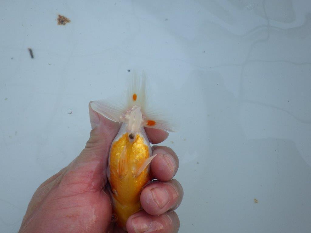 【私共がタタキ池で管理 岡山村上暢彦氏】口紅付きの可愛い当歳らんちゅう 約11㎝ メス?