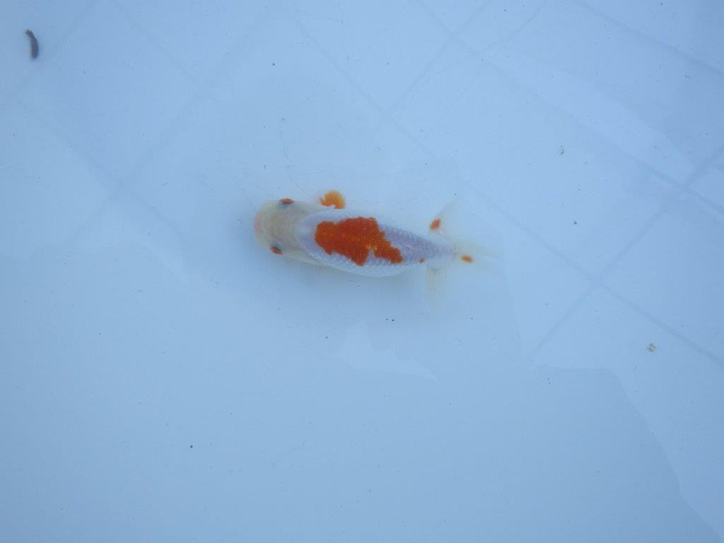 【私共がタタキ池で管理 岡山村上暢彦氏】口紅付きの可愛い当歳らんちゅう 約11㎝ メス?