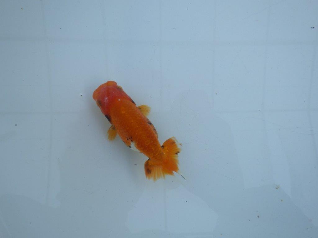 【私共がタタキ池で管理 岡山村上暢彦氏】尾方が良く背も綺麗な当歳らんちゅう 約10,5㎝ メス?