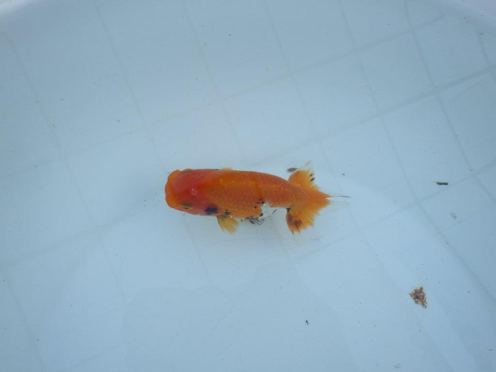 【私共がタタキ池で管理 岡山村上暢彦氏】尾方が良く背も綺麗な当歳らんちゅう 約10,5㎝ メス?