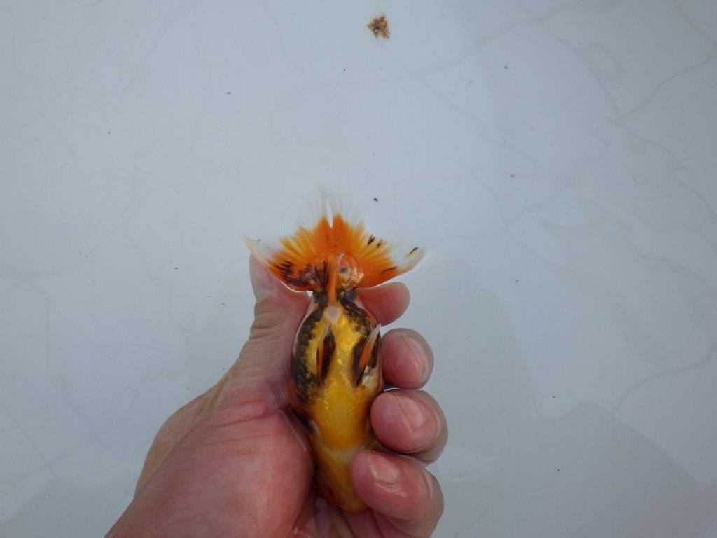 【私共がタタキ池で管理 岡山村上暢彦氏】尾方が良く背も綺麗な当歳らんちゅう 約10,5㎝ メス?