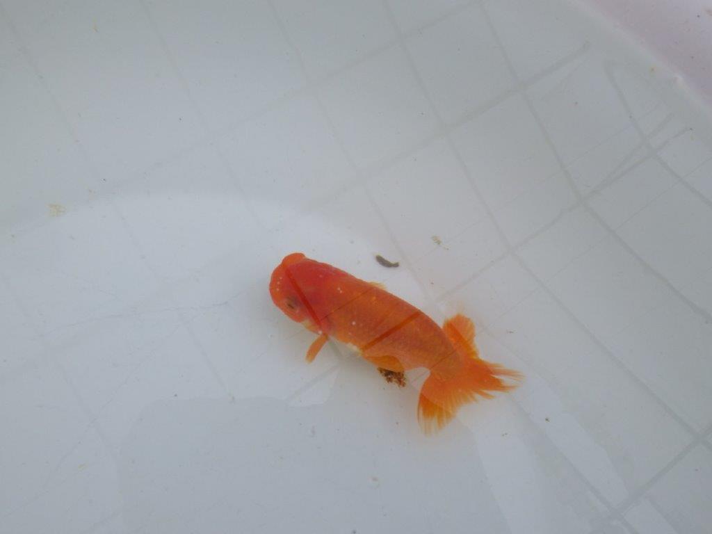 【私共がタタキ池で管理　岡山村上暢彦氏】尾方が良く種にもお勧めな当歳らんちゅう　約10,5㎝ メス？