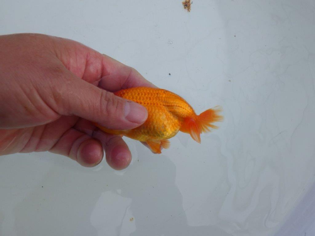 【私共がタタキ池で管理　岡山村上暢彦氏】尾方が良く種にもお勧めな当歳らんちゅう　約10,5㎝ メス？