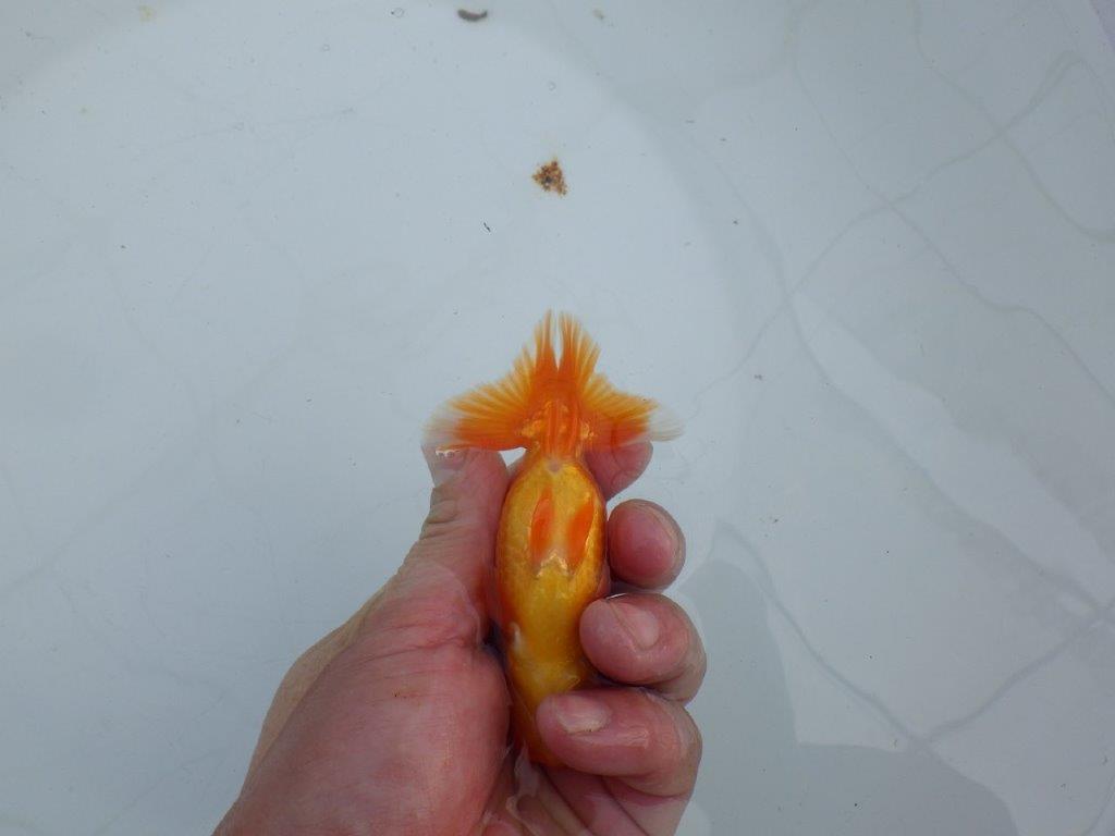 【私共がタタキ池で管理　岡山村上暢彦氏】尾方が良く種にもお勧めな当歳らんちゅう　約10,5㎝ メス？