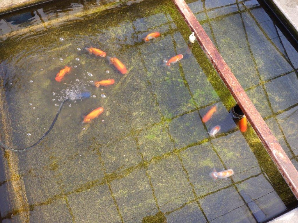 【私共がタタキ池で管理 岡山村上暢彦氏】尾方が良く背も綺麗な当歳らんちゅう 約10,5㎝ メス?