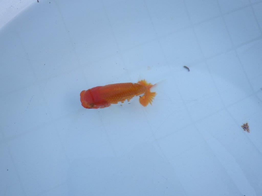 【私共がタタキ池で管理　岡山村上暢彦氏】育てる楽しみがある当歳らんちゅう　約11㎝ オス？