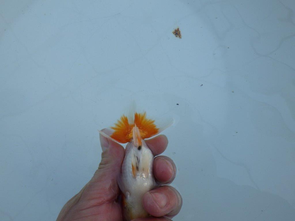 【私共がタタキ池で管理　岡山村上暢彦氏】育てる楽しみがある当歳らんちゅう　約11㎝ オス？