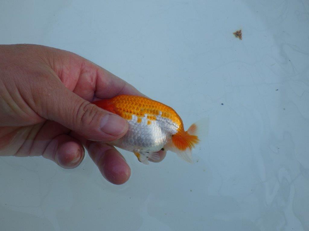 【私共がタタキ池で管理　岡山村上暢彦氏】育てる楽しみがある当歳らんちゅう　約11㎝ オス？