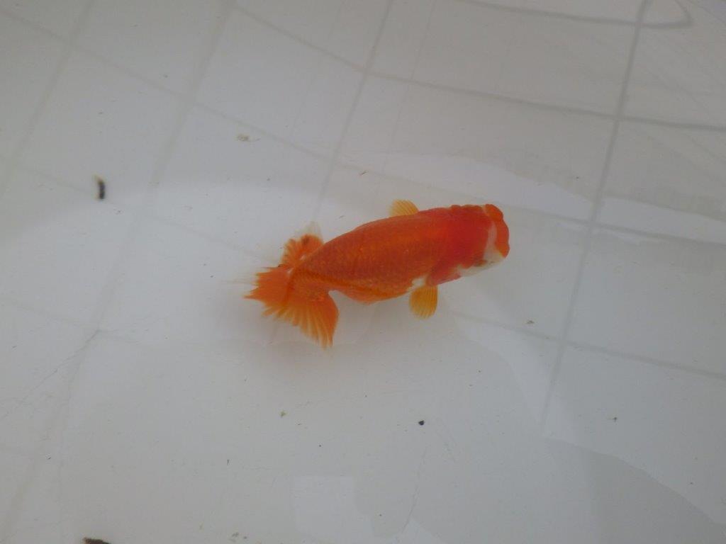 【私共がタタキ池で管理 岡山村上暢彦氏】頭も尾張りも良い当歳らんちゅう 約10,5㎝ メス?