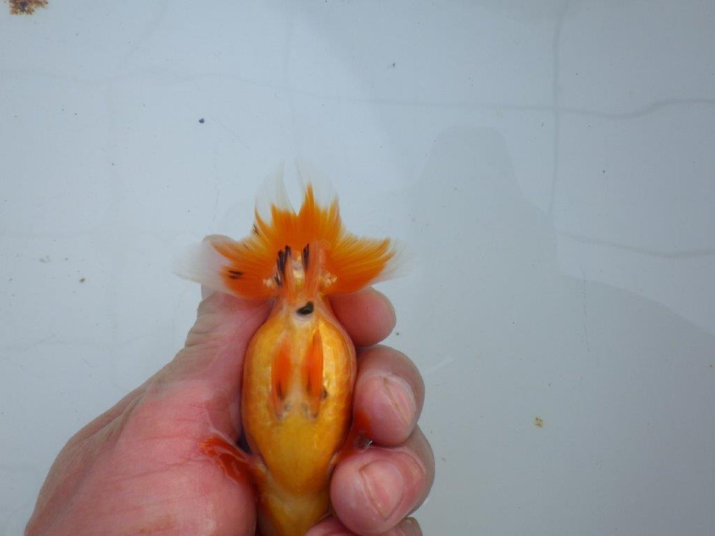 【私共がタタキ池で管理 岡山村上暢彦氏】頭も尾張りも良い当歳らんちゅう 約10,5㎝ メス?