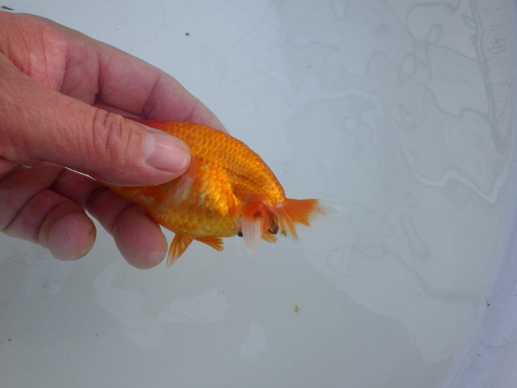 【私共がタタキ池で管理 岡山村上暢彦氏】頭も尾張りも良い当歳らんちゅう 約10,5㎝ メス?