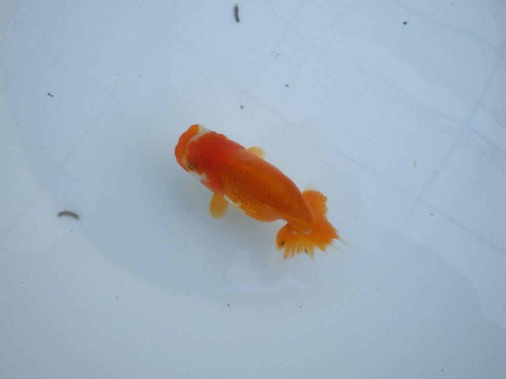 【私共がタタキ池で管理 岡山村上暢彦氏】頭も尾張りも良い当歳らんちゅう 約10,5㎝ メス?