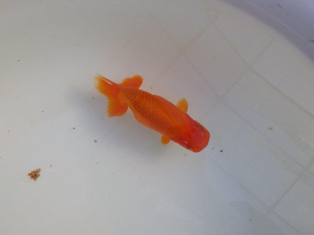 【私共がタタキ池で管理 岡山村上暢彦氏】背が綺麗で横見が映える当歳らんちゅう 約13,5㎝ メス?