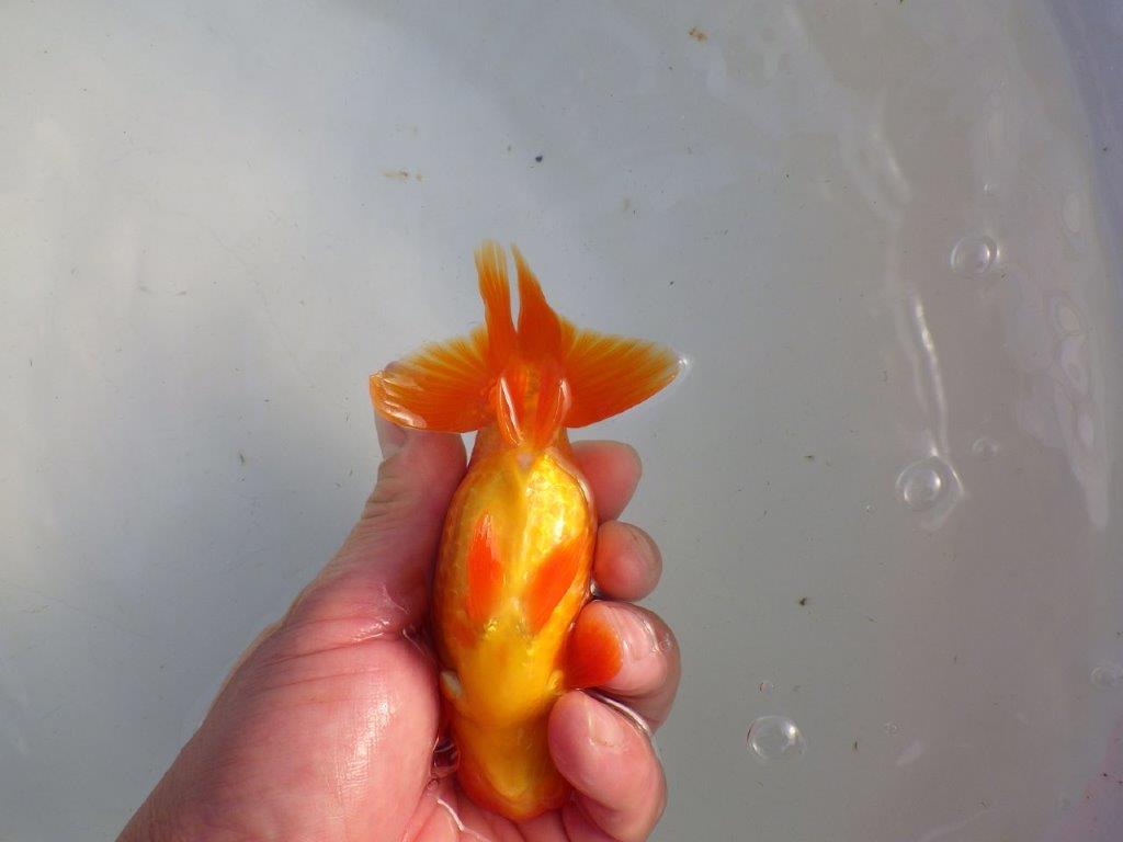 【私共がタタキ池で管理 岡山村上暢彦氏】背が綺麗で横見が映える当歳らんちゅう 約13,5㎝ メス?