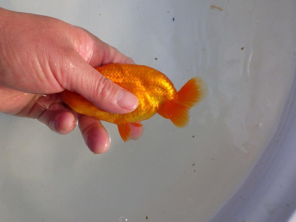 【私共がタタキ池で管理 岡山村上暢彦氏】背が綺麗で横見が映える当歳らんちゅう 約13,5㎝ メス?