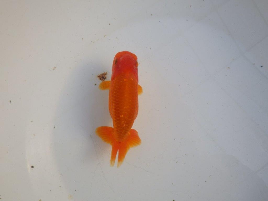 【私共がタタキ池で管理 岡山村上暢彦氏】背が綺麗で横見が映える当歳らんちゅう 約13,5㎝ メス?