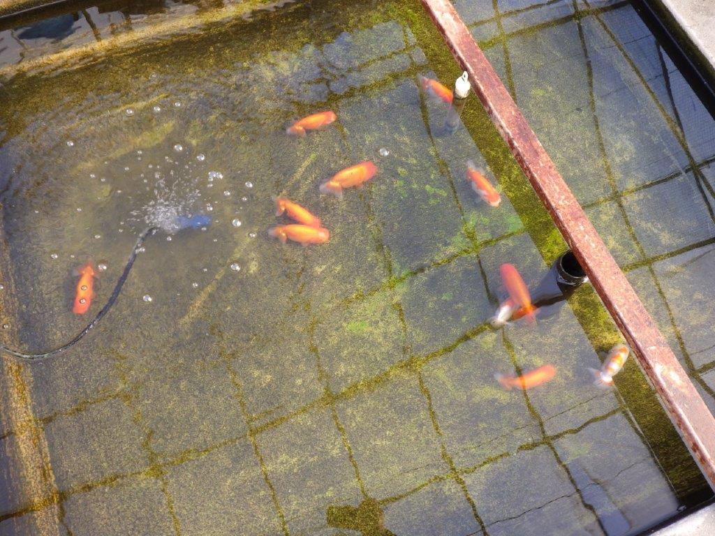 【私共がタタキ池で管理 岡山村上暢彦氏】背が綺麗で横見が映える当歳らんちゅう 約13,5㎝ メス?