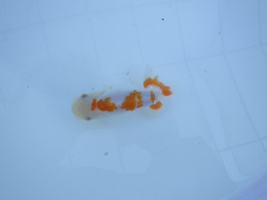 【私共がタタキ池で管理 岡山村上暢彦氏】口紅が可愛い当歳らんちゅう 約11,5㎝ オス?