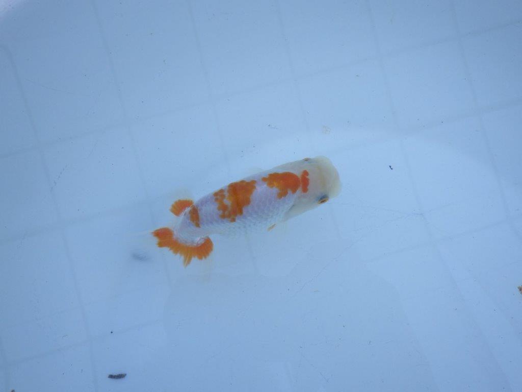 【私共がタタキ池で管理 岡山村上暢彦氏】口紅が可愛い当歳らんちゅう 約11,5㎝ オス?