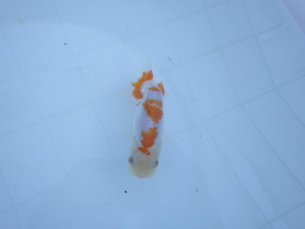 【私共がタタキ池で管理 岡山村上暢彦氏】口紅が可愛い当歳らんちゅう 約11,5㎝ オス?