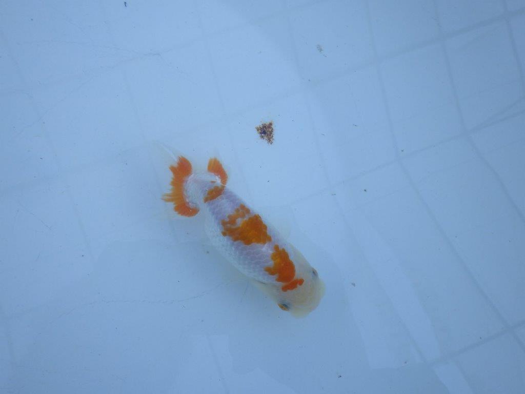 【私共がタタキ池で管理 岡山村上暢彦氏】口紅が可愛い当歳らんちゅう 約11,5㎝ オス?