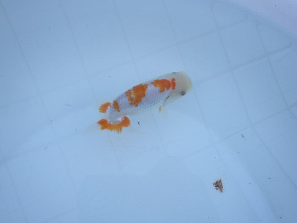 【私共がタタキ池で管理 岡山村上暢彦氏】口紅が可愛い当歳らんちゅう 約11,5㎝ オス?