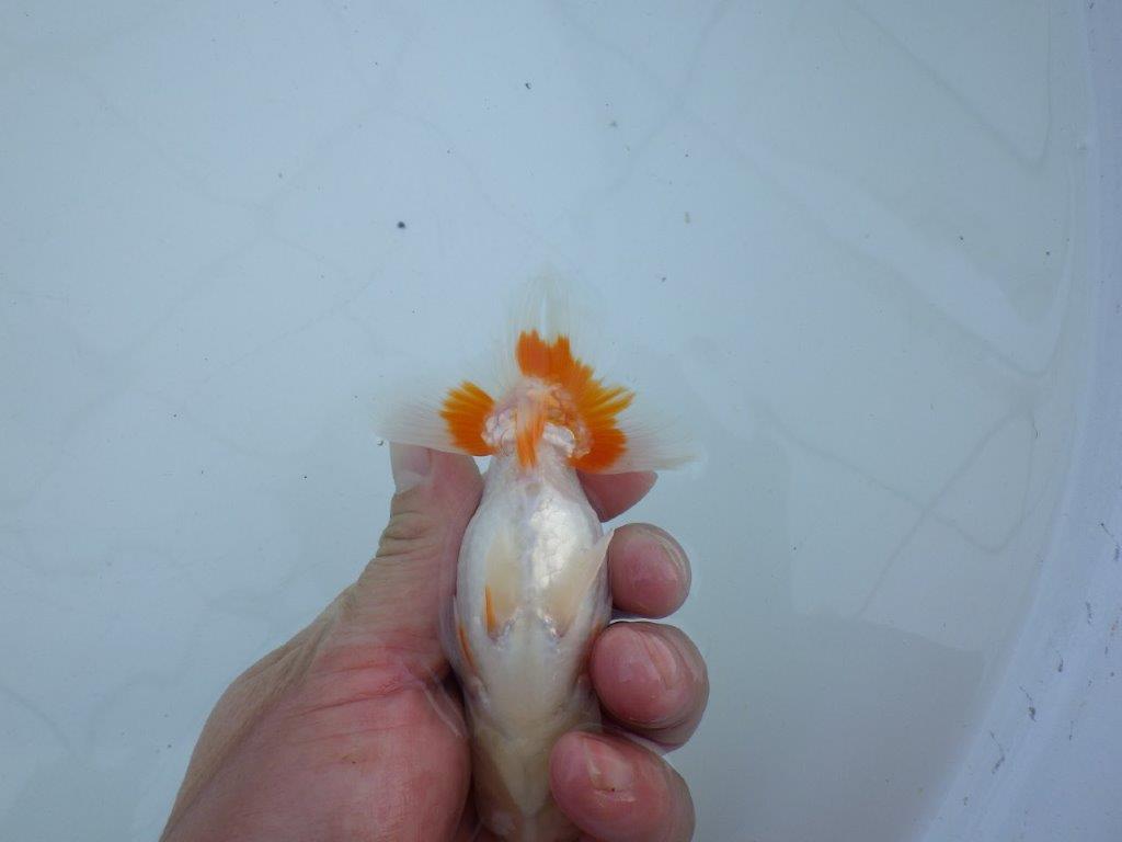 【私共がタタキ池で管理 岡山村上暢彦氏】口紅が可愛い当歳らんちゅう 約11,5㎝ オス?