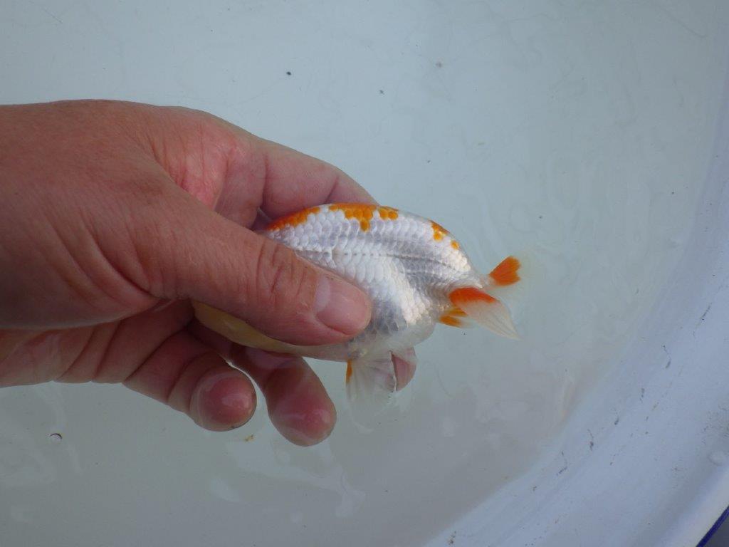 【私共がタタキ池で管理 岡山村上暢彦氏】口紅が可愛い当歳らんちゅう 約11,5㎝ オス?