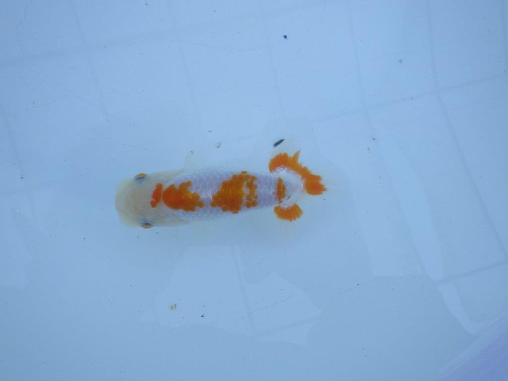 【私共がタタキ池で管理 岡山村上暢彦氏】口紅が可愛い当歳らんちゅう 約11,5㎝ オス?