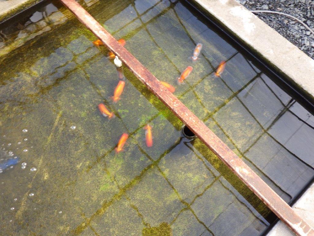 【私共がタタキ池で管理 岡山村上暢彦氏】口紅が可愛い当歳らんちゅう 約11,5㎝ オス?