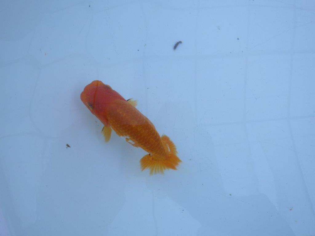 【私共がタタキ池で管理　岡山村上暢彦氏】成長が楽しみな当歳らんちゅう　約11㎝ オス？