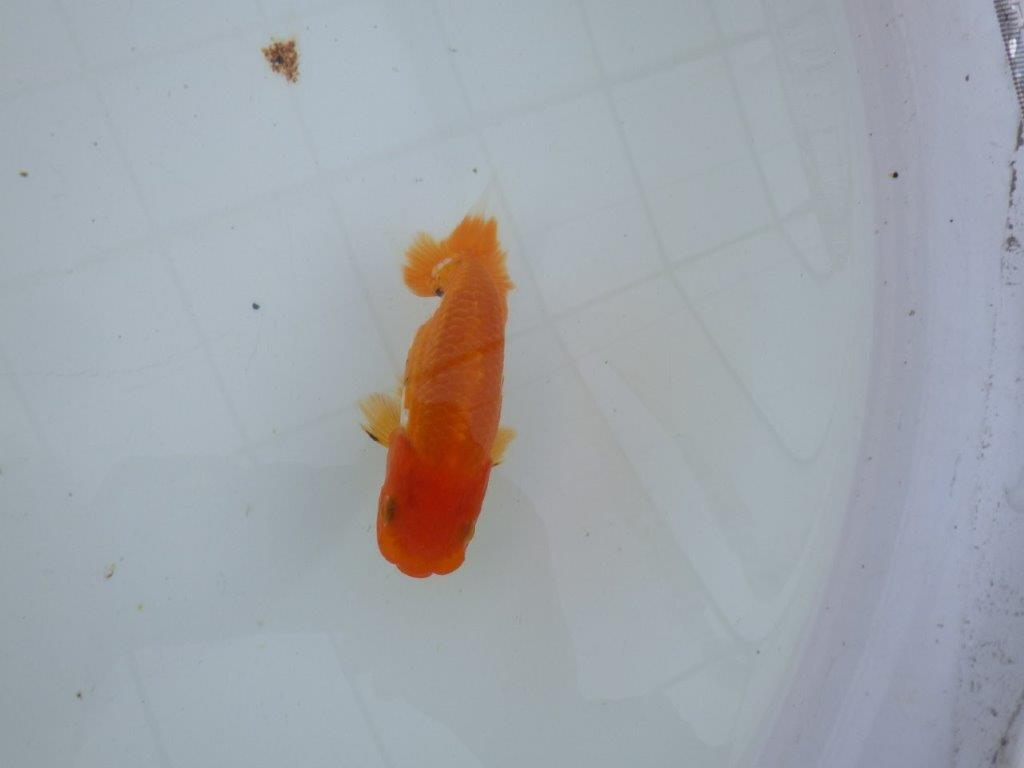 【私共がタタキ池で管理　岡山村上暢彦氏】成長が楽しみな当歳らんちゅう　約11㎝ オス？