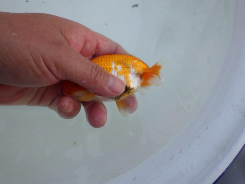 【私共がタタキ池で管理　岡山村上暢彦氏】成長が楽しみな当歳らんちゅう　約11㎝ オス？