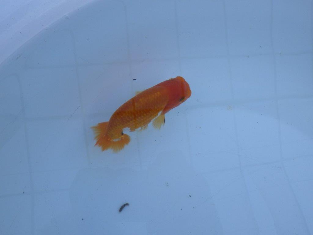 【私共がタタキ池で管理　岡山村上暢彦氏】成長が楽しみな当歳らんちゅう　約11㎝ オス？