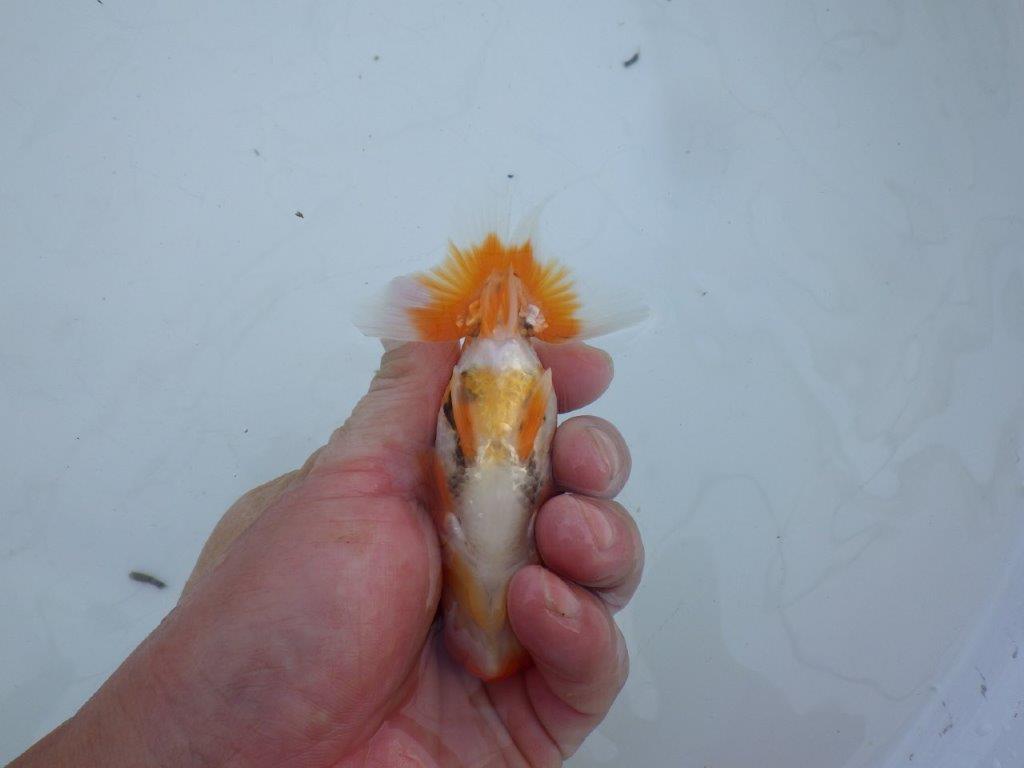 【私共がタタキ池で管理　岡山村上暢彦氏】成長が楽しみな当歳らんちゅう　約11㎝ オス？