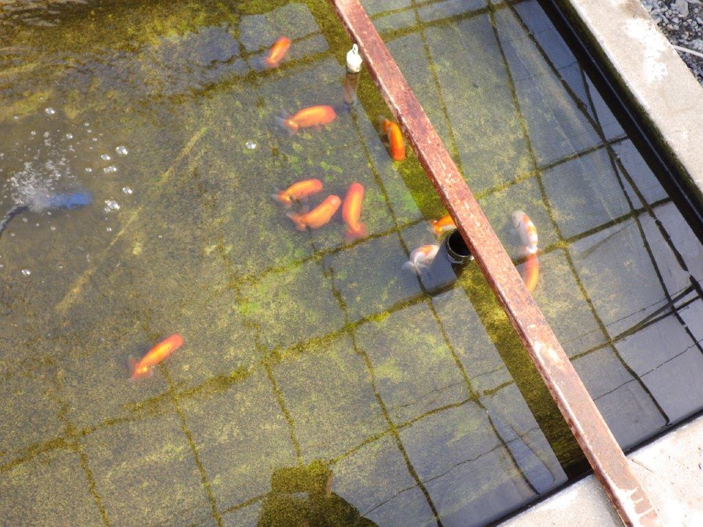 【私共がタタキ池で管理　岡山村上暢彦氏】成長が楽しみな当歳らんちゅう　約11㎝ オス？