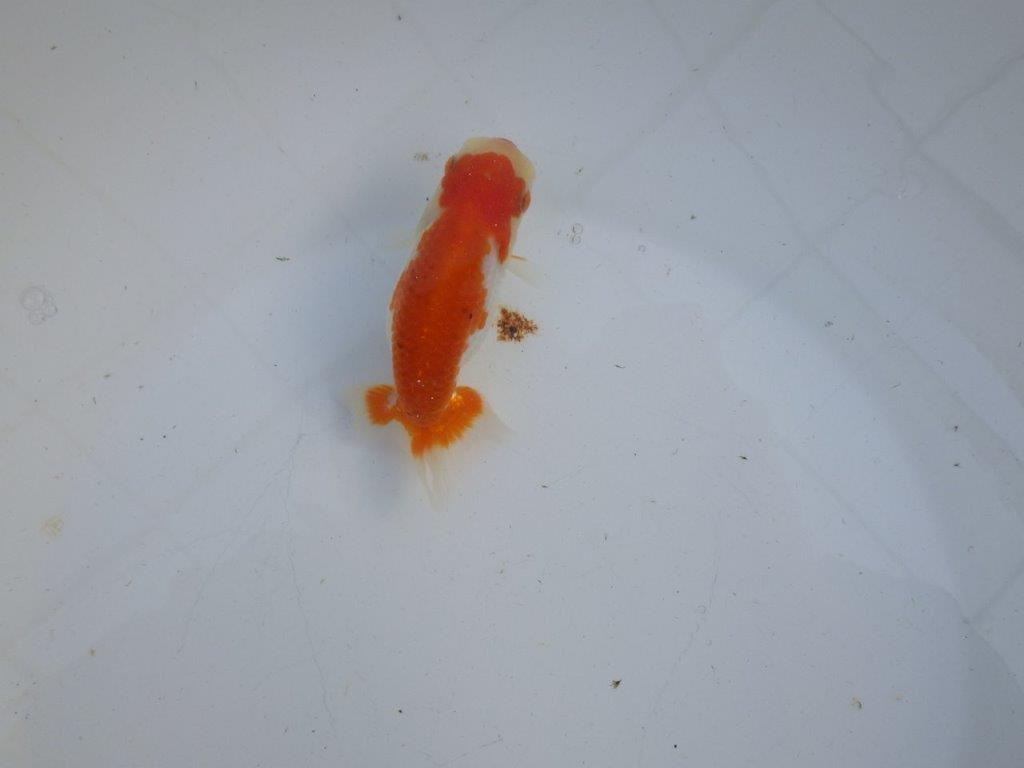 【私共がタタキ池で管理　岡山村上暢彦氏】前がかりの利いた尾当歳らんちゅう　約11㎝ メス？