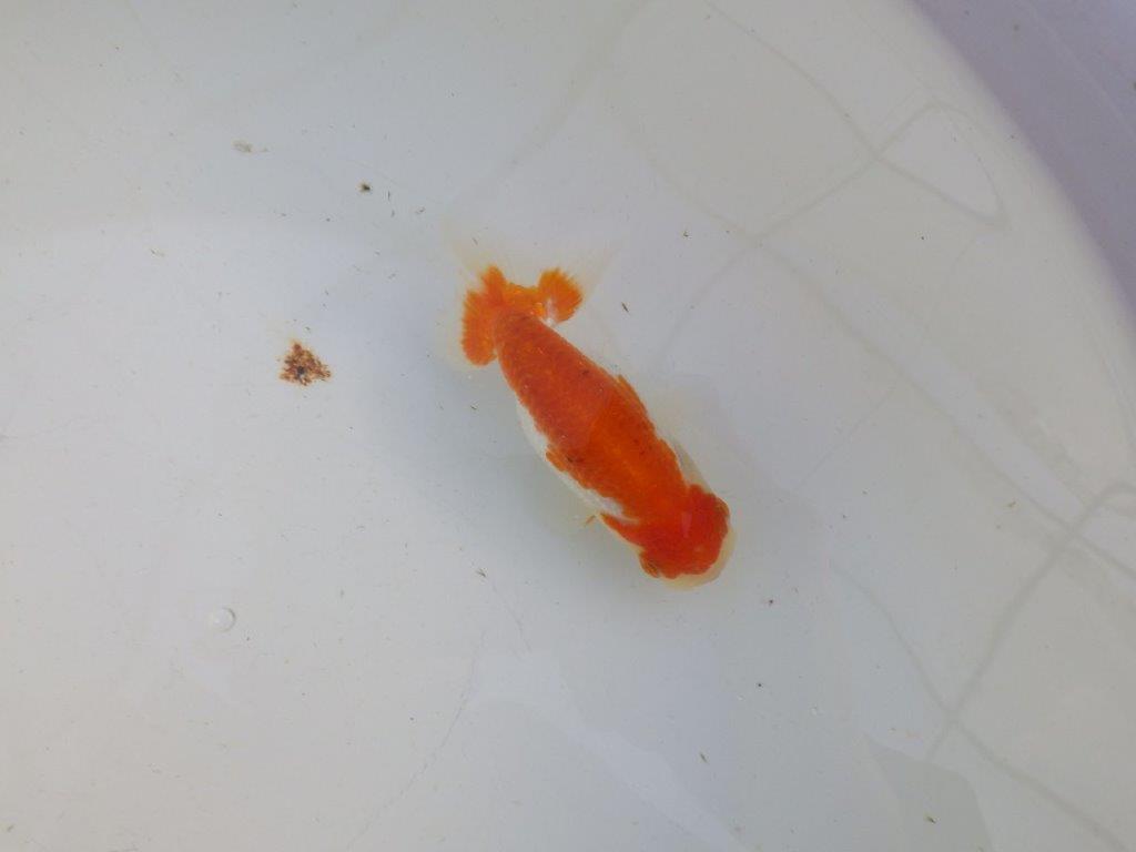 【私共がタタキ池で管理　岡山村上暢彦氏】前がかりの利いた尾当歳らんちゅう　約11㎝ メス？