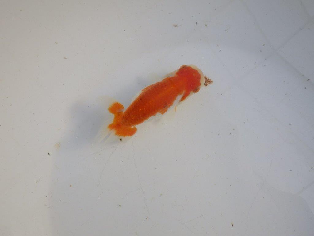 【私共がタタキ池で管理　岡山村上暢彦氏】前がかりの利いた尾当歳らんちゅう　約11㎝ メス？