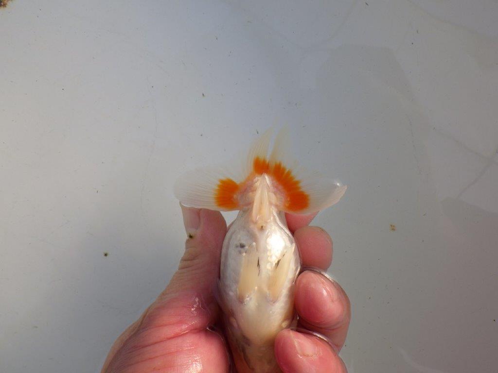 【私共がタタキ池で管理　岡山村上暢彦氏】前がかりの利いた尾当歳らんちゅう　約11㎝ メス？